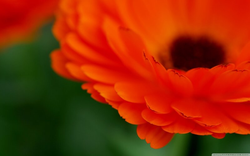 Orange Flower Bloom — Calm, Photograph, Petals