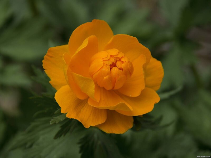 Orange Flower Bloom — Calm, Photograph