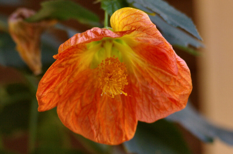 Orange Flower Bloom — Calm, Photograph, Yellow Center