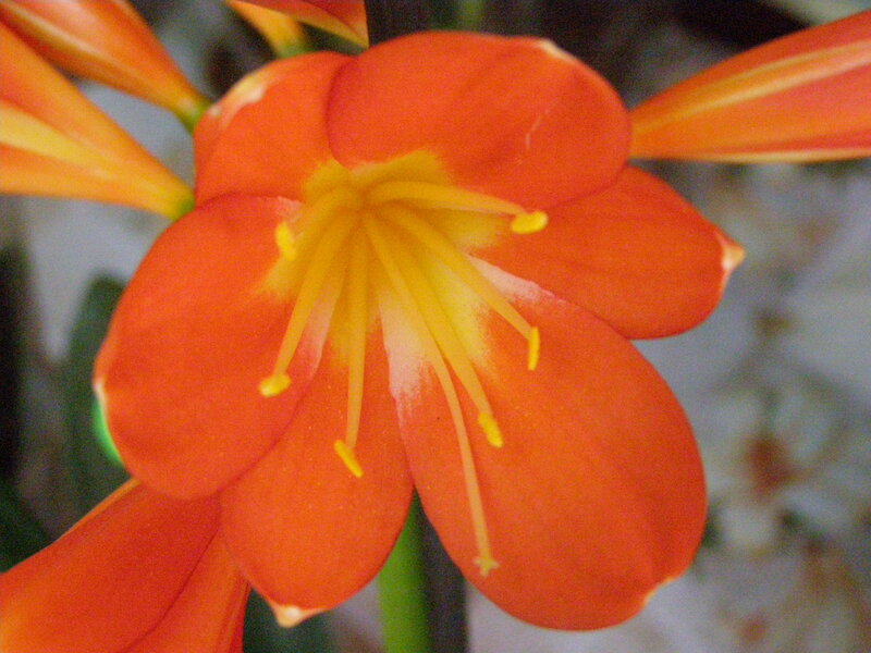 Orange Flower Bloom — Calm