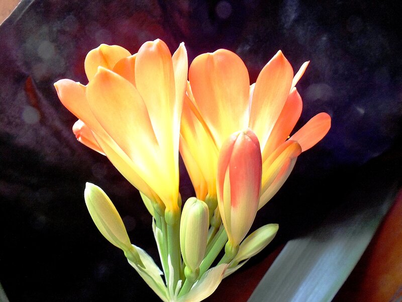 Orange Flower Bloom — Dramatic, Photograph