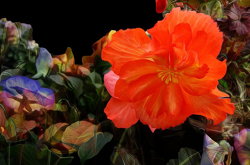 Orange Flower Bloom — Red