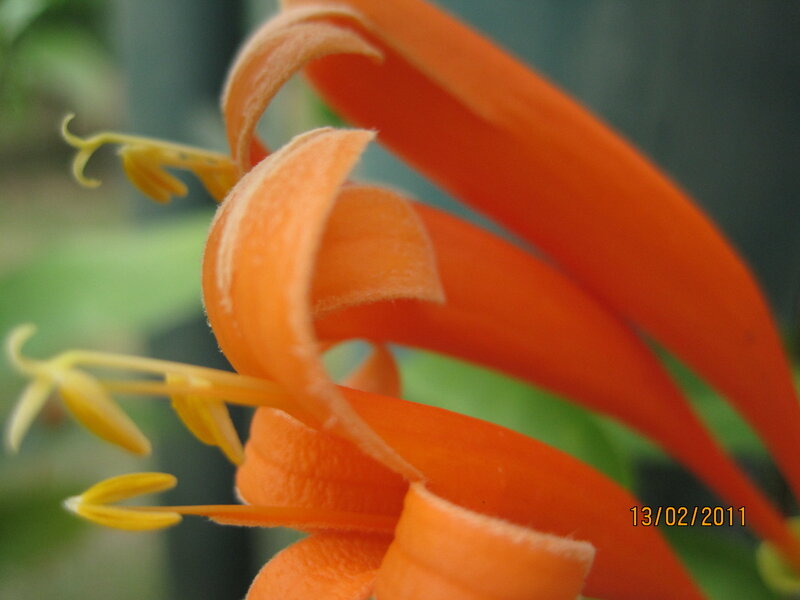 Orange Flower Bloom