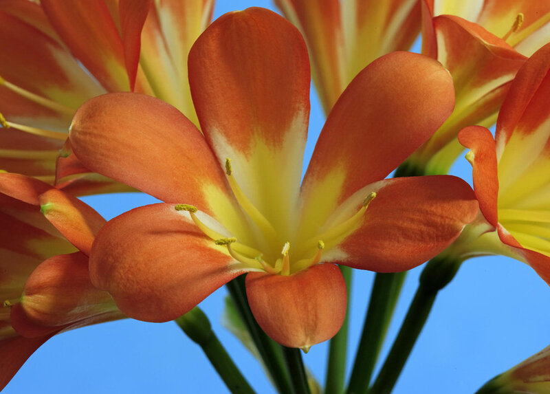 Orange Flower Bloom — Vibrant, Afternoon, Photograph