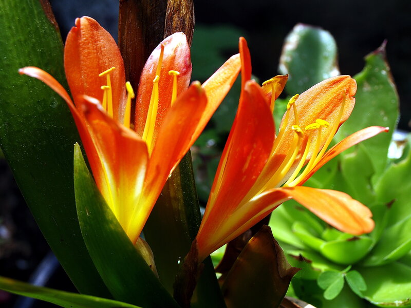 Orange Flower Bloom — Vibrant, Afternoon