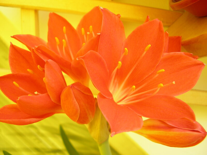 Orange Flower Bloom — Vibrant, Photograph, Petals