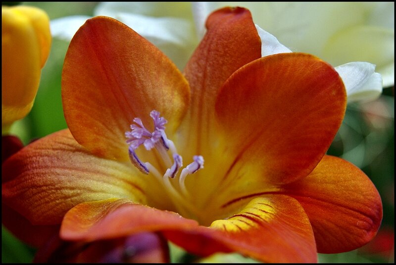 Orange Flower Bloom — Vibrant, Photograph
