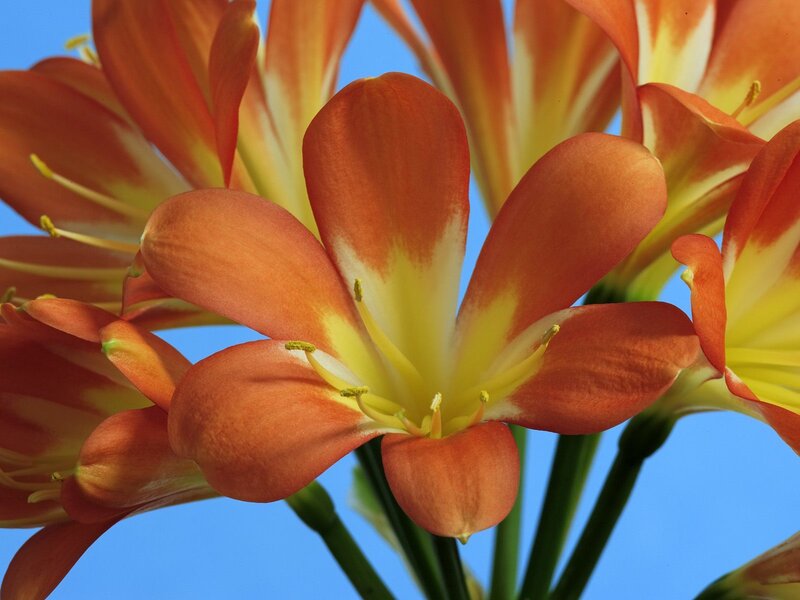 Orange Flower Bloom — Vibrant