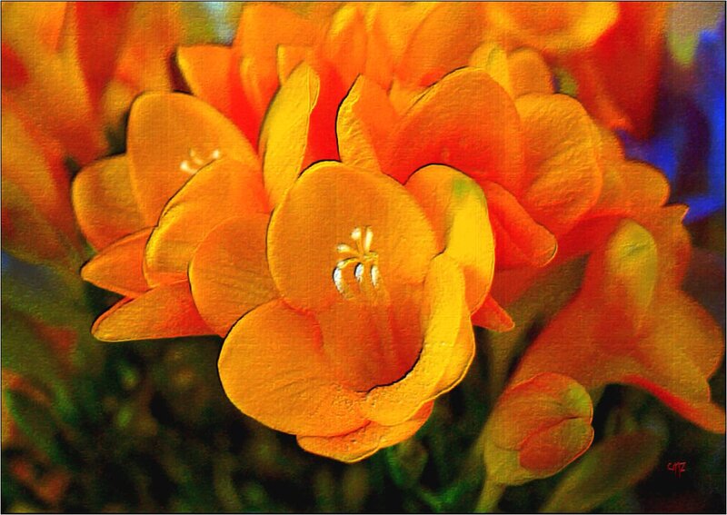 Orange Flower Bloom — Yellow