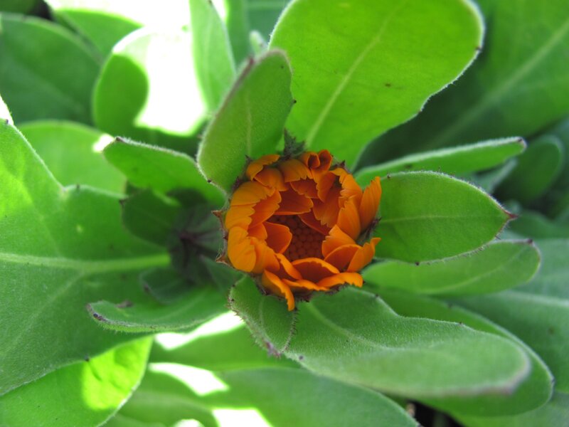 orange flower blooming in green leaves