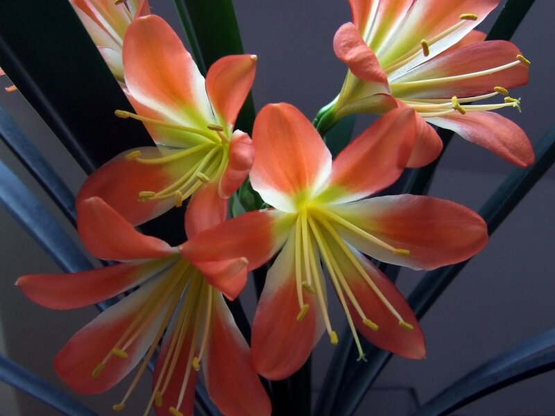 Orange Flower Blooms