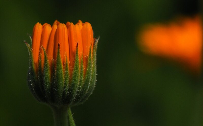 Orange Flower Bud — Calm