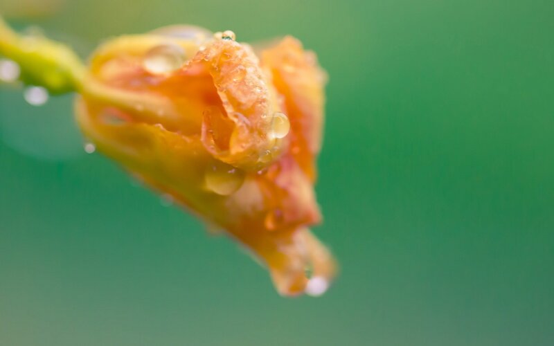 Orange Flower Bud — Green