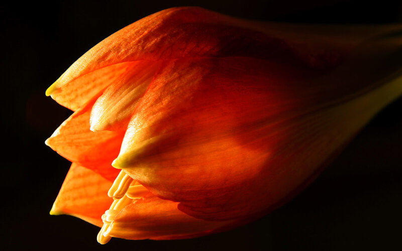 Orange Flower Bud