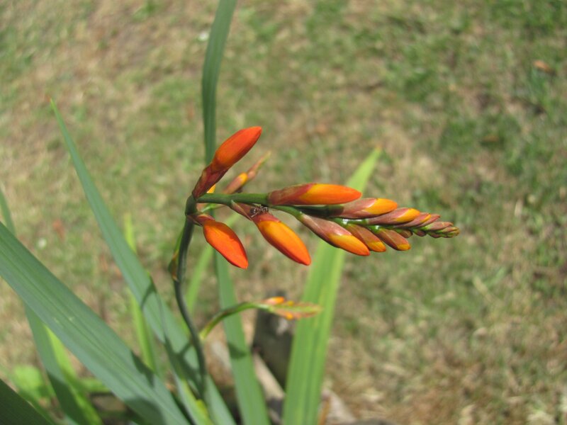 orange flower buds on a stem