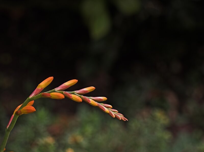 orange flower buds on a stem