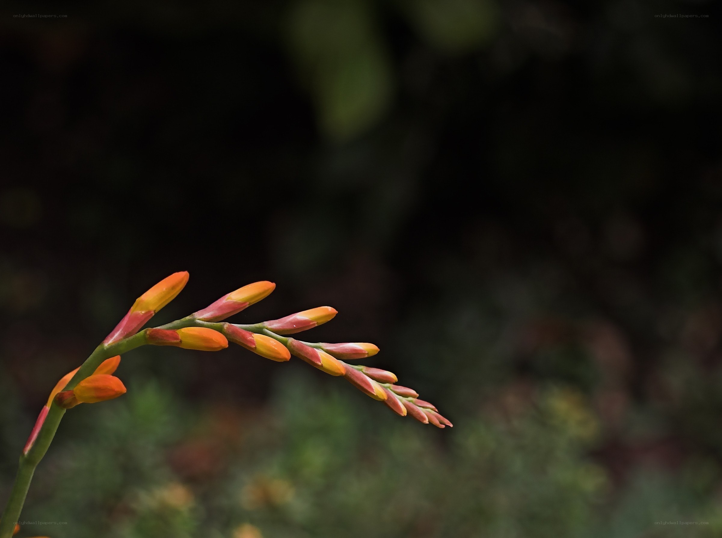 orange flower buds on a stem