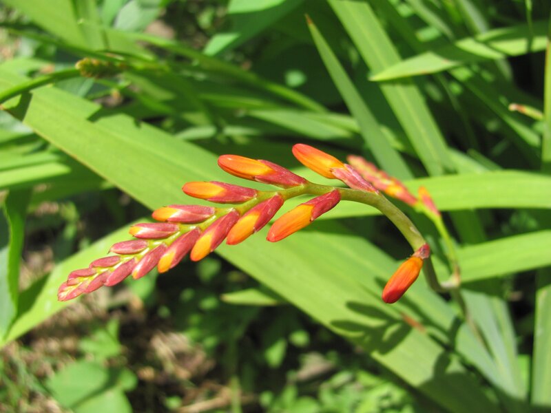 orange flower buds on green leaves