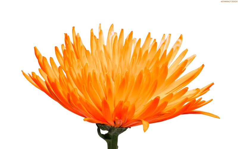 Orange Flower — Calm