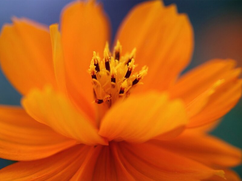 Orange Flower Center
