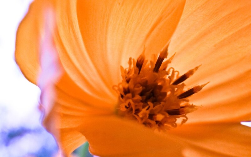 Orange Flower Center — Vibrant