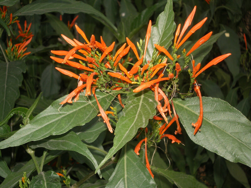 Orange flower cluster