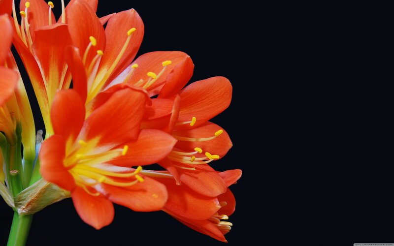 Orange Flower Cluster — Dramatic