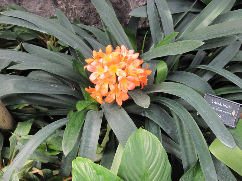 Orange Flower Cluster — Green