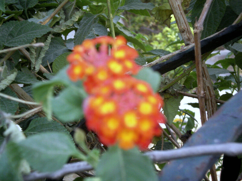 orange flower cluster in foliage