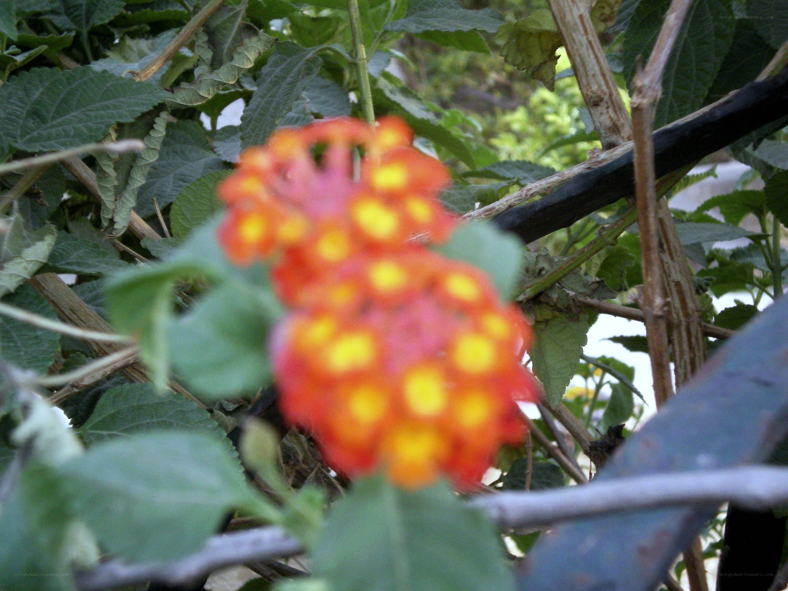 orange flower cluster in foliage