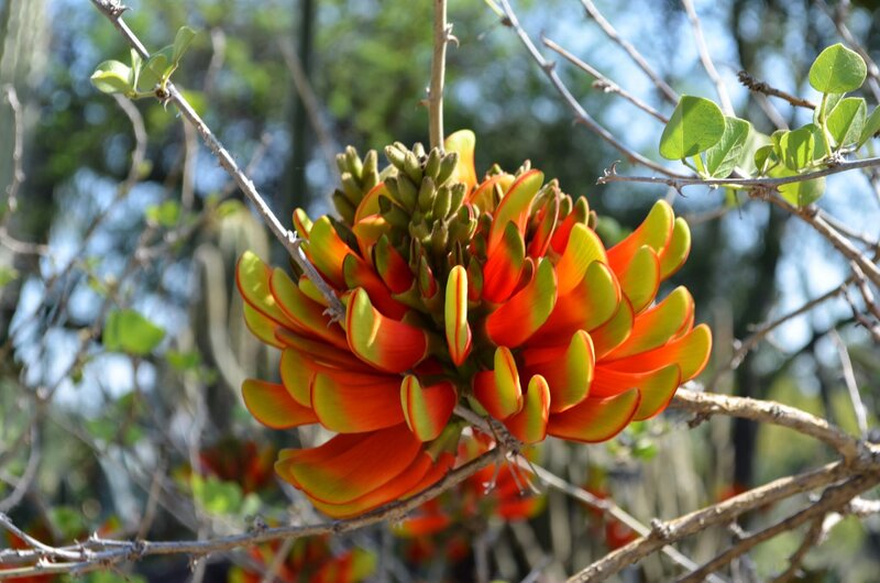 Orange Flower Cluster — Natural, Afternoon, Photograph