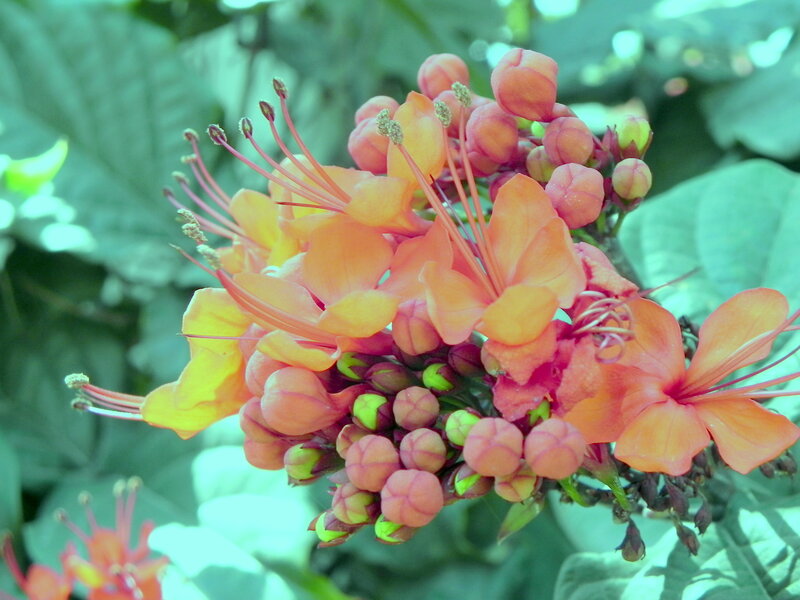 Orange Flower Cluster — Natural, Afternoon