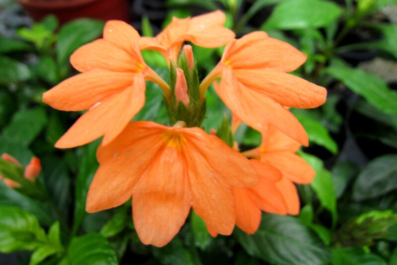 Orange Flower Cluster — Natural, Photograph