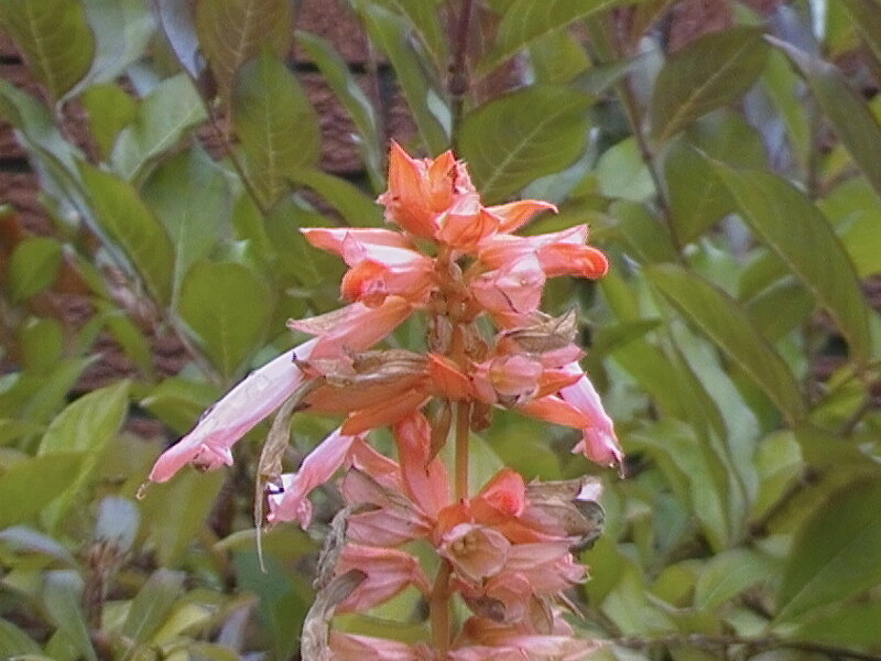Orange Flower Cluster — Natural