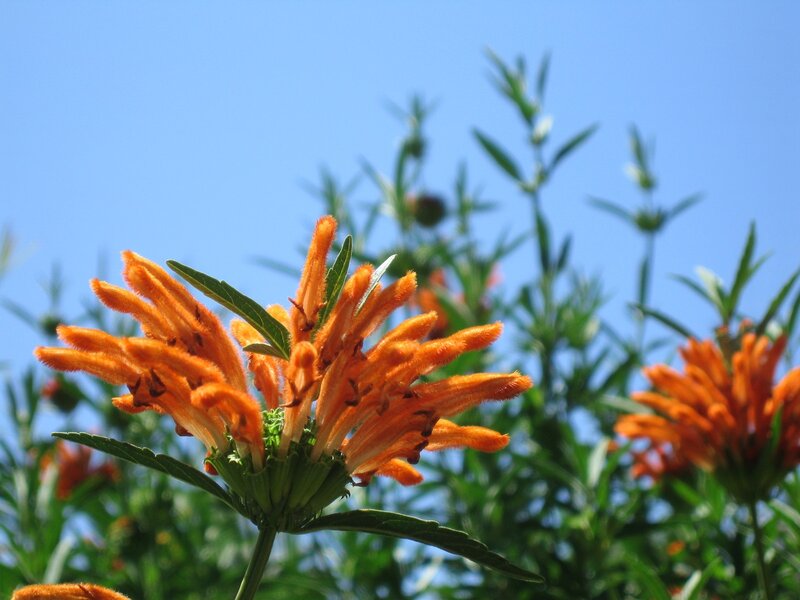 Orange Flower Cluster — Serene, Afternoon