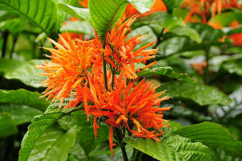 Orange Flower Cluster — Vibrant