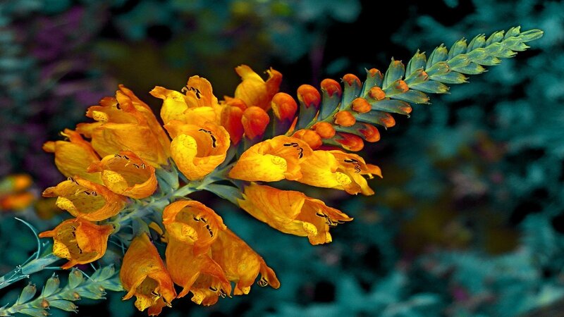 Orange Flower Cluster — Yellow