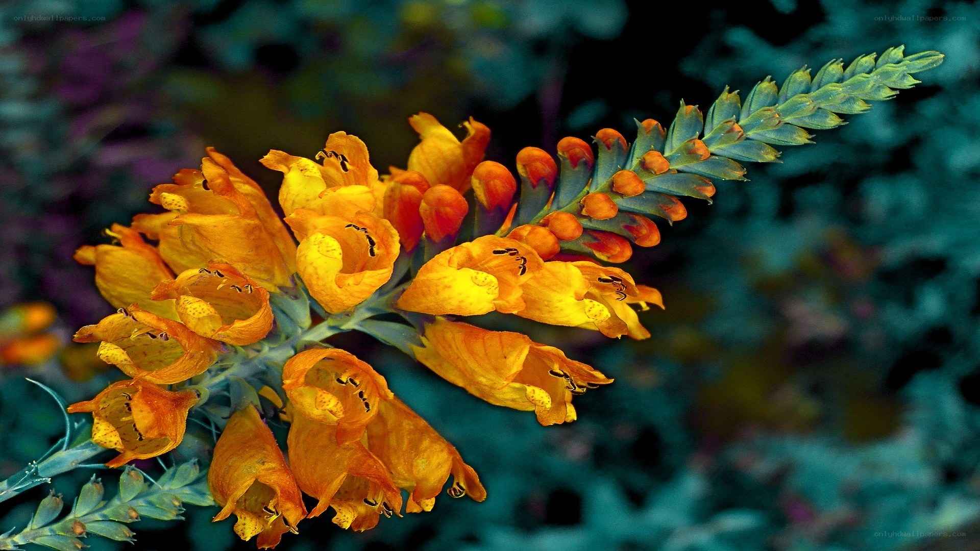 Orange flower cluster