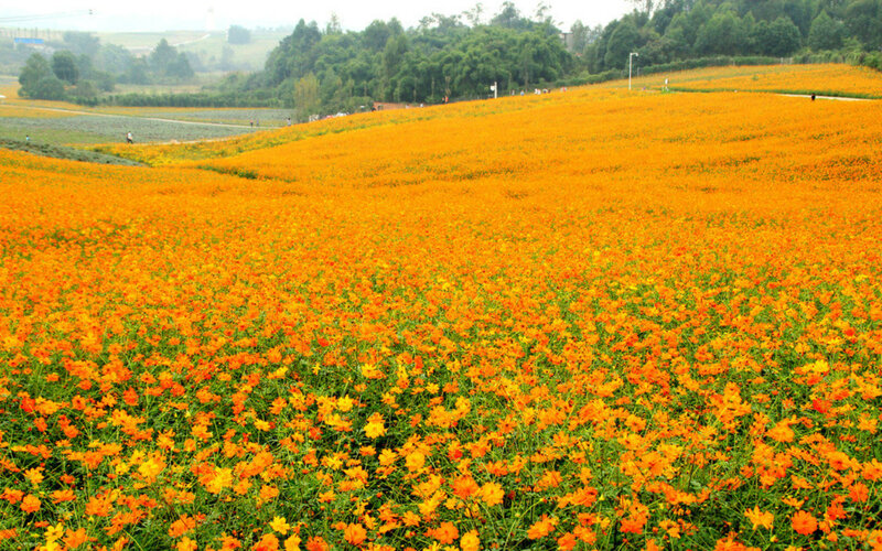 Orange Flower Field — Serene