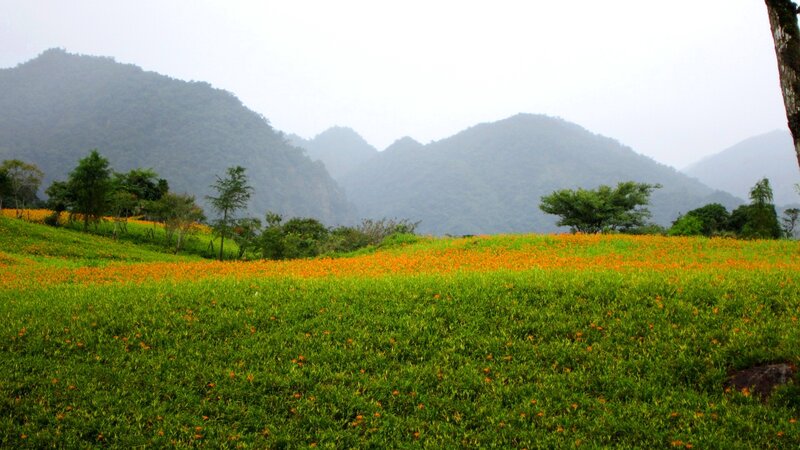 Orange Flower Field