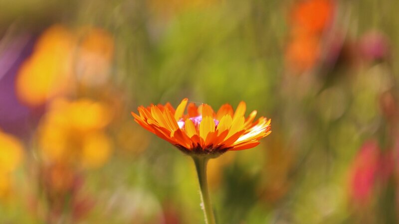 orange flower in a field