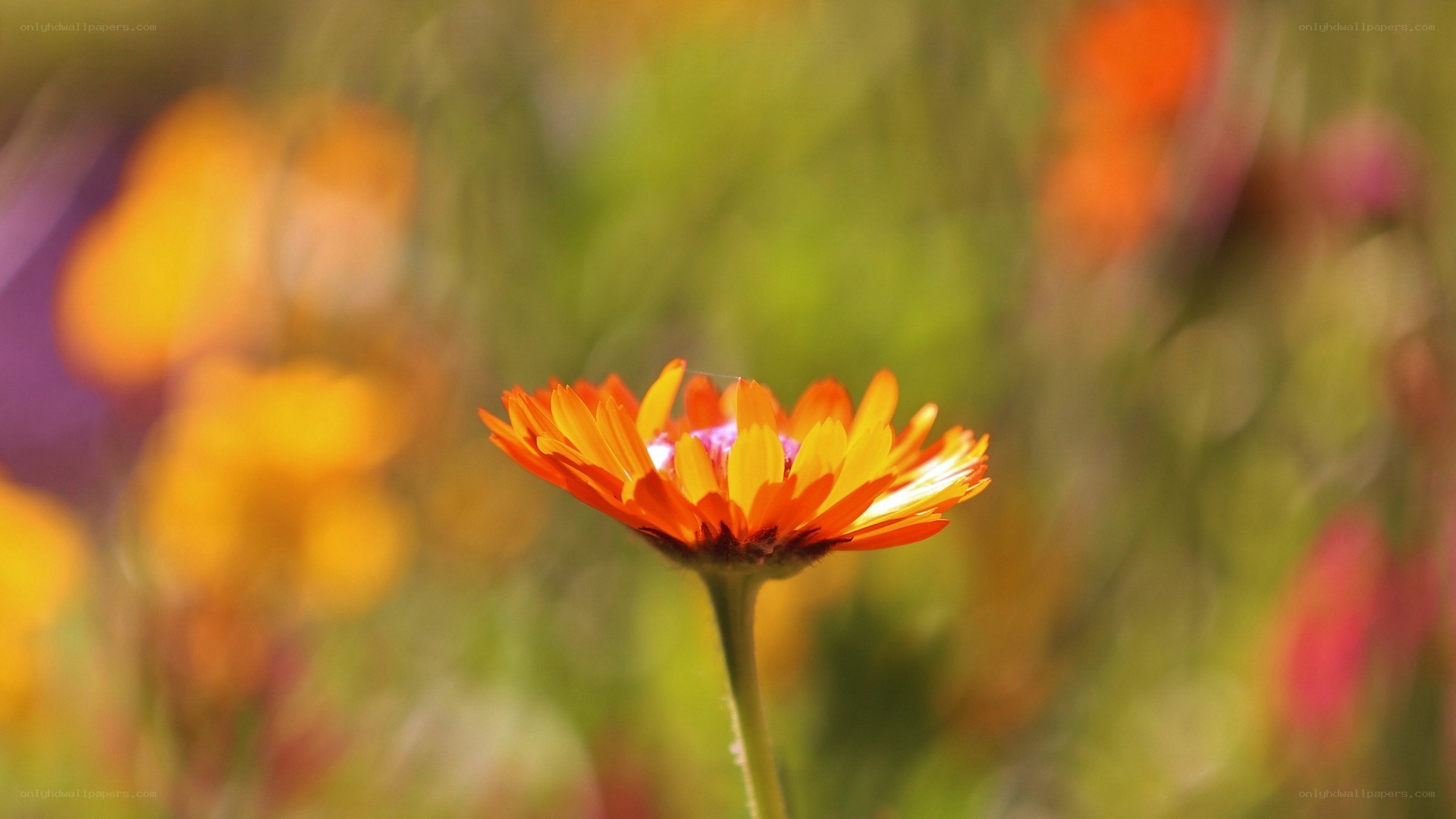 orange flower in a field
