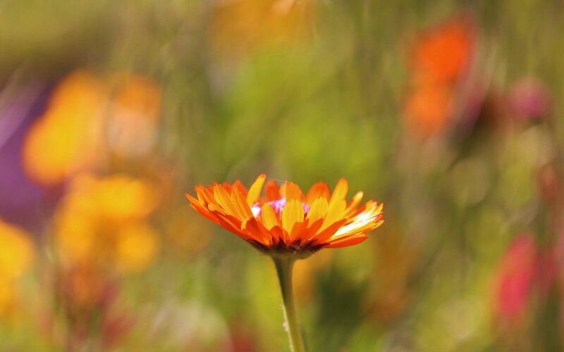 orange flower in a field