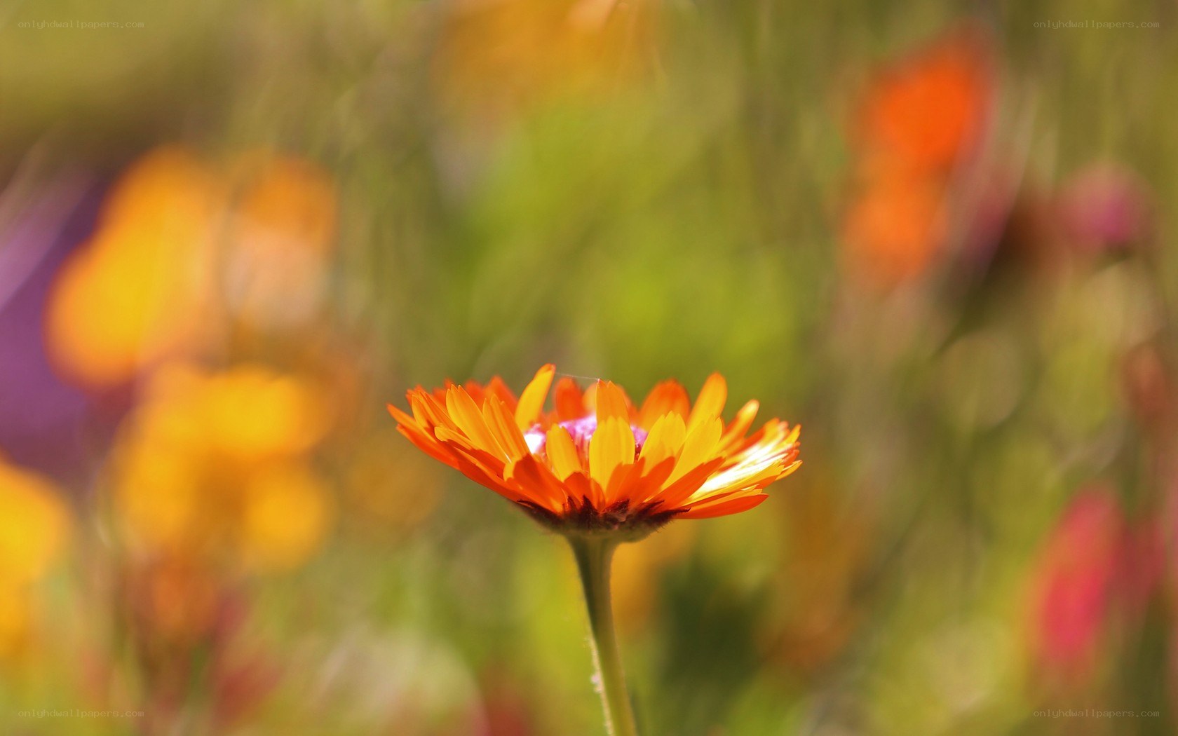 orange flower in a field