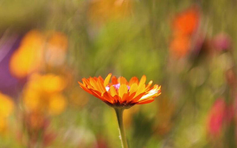 orange flower in a field