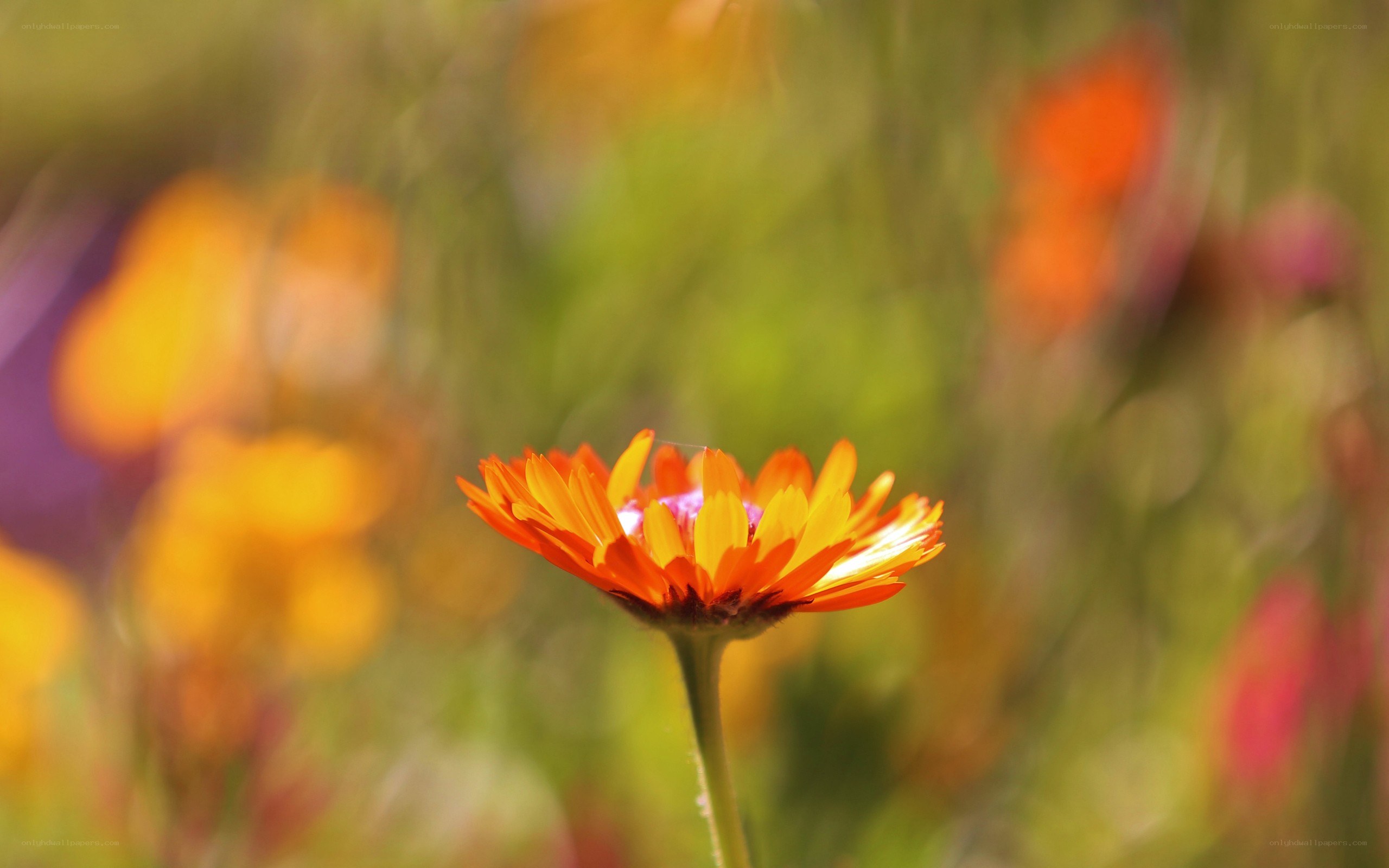 orange flower in a field