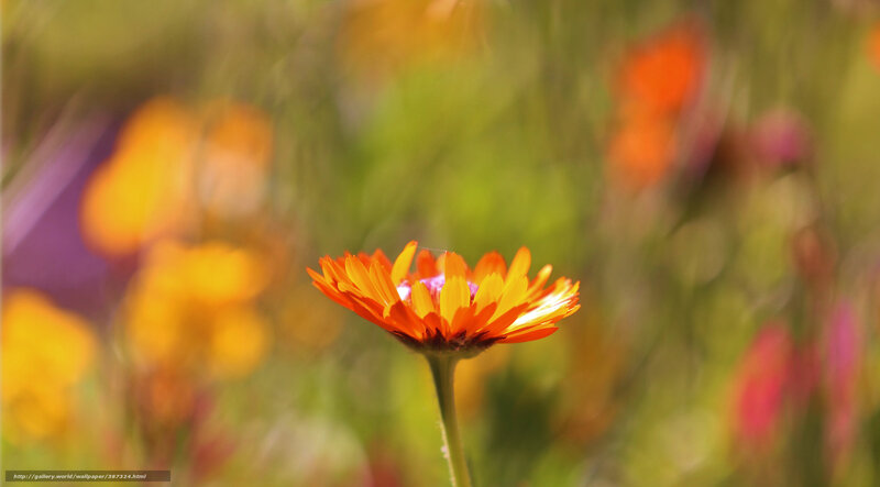Orange flower in a field