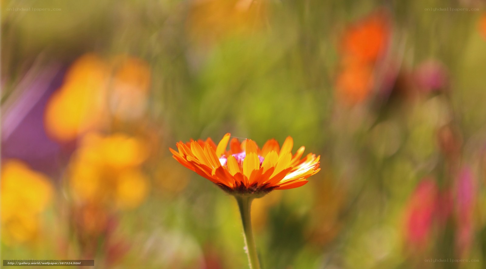 Orange flower in a field