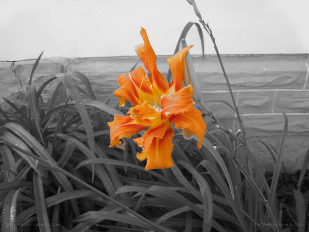 orange flower in black and white
