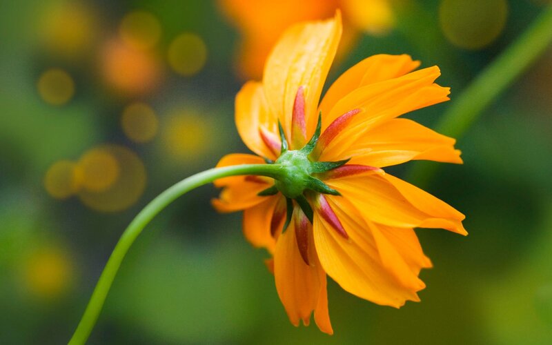 Orange Flower in Bloom — Serene, Afternoon